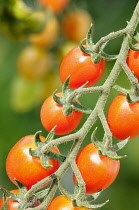 Tomato. Lycopersicon esculentum 'Cupido', Red coloured tomatoes growing on the vine.