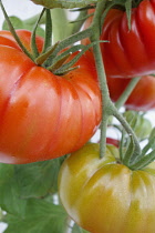 Tomato. Lycopersicon esculentum 'Belriccio', Bulbous red coloured tomatoes growing on the vine.