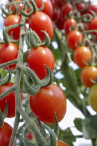 Tomato. Lycopersicon esculentum 'Cupido', Red coloured tomatoes growing on the vine.