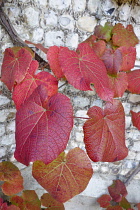 Vine, Crimson Glory Vine, Vitis coigetiae, Red coloured leaves growing against stone wall.-