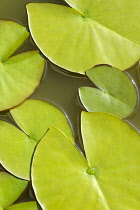 Water lilly, Nymphaea, Aerial view of green leaves on water.-