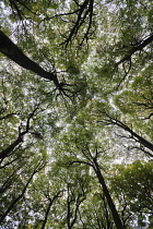 Beech, Fagus sylvatica, View looking up toward canopy showing pattern of branches.-