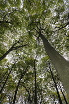 Beech, Fagus sylvatica, View looking up toward canopy showing pattern of branches.-