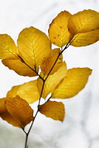 Beech, Fagus sylvatica, Brown coloured leaves in Autumn.-