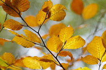 Beech, Fagus sylvatica, Brown coloured leaves in Autumn.-