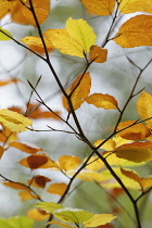 Beech, Fagus sylvatica, Brown coloured leaves in Autumn.-