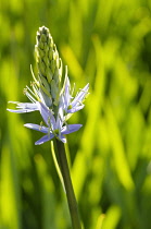 Camassia, Quamash, Camassia leichtlinii, Mauve coloured flowers growing outdoor.-