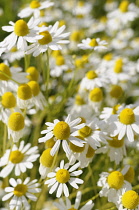 Chamomile, Chamaemelum, Mass of daisy shaped flowers growing outdoor.-