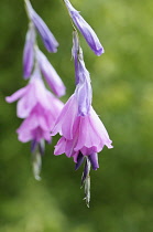 Angels Fishing Rod, Dierama pulcherrimum, Pink coloured flowers growing outdoor.-