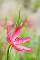 Kaffir lily, Schizostylis coccinea 'Major', Side view of redish pink coloured flower growing outdoor.-