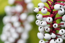 White Baneberry, Dolls Eyes, Actaea pachypoda, White coloured fruit on red stems growing outdoor.-