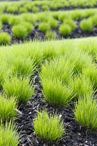 Grass, Purple Moor Grass, Molinia caerulea 'Heidebraut', Tufts of green grasses growing in dark coloured soil.-