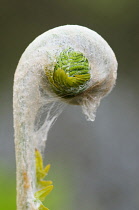 Fern, Osmunda regalis, Foliage beginning to unfurl itself.-