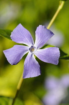 Periwinkle, Vinca, Front view of mauve coloured flower growing outdoor.-