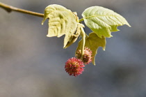 London plane, Platanus hispanica, Red spiky fruit growing on the tree.-