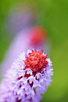 Primula, Primrose, Primula vialii, Mauve coloured flowers on red flowerhead.-