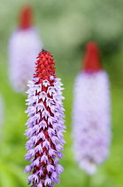 Primula, Primrose, Primula vialii, Mauve coloured flowers on red flowerhead.-