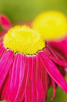 Chrysanthemum, Tanacetum coccineum 'Duro', Side view of bright pink coloured flower with yellow stamen.----