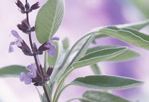 Salvia officinalis Sage Mauve subject Mauve b/g