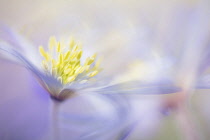 Anemone, Anemone Blanda, Close up side view of mauve coloured flower with yellow stamen.-
