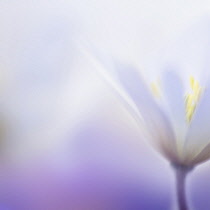 Anemone, Anemone Blanda, Close up side view of mauve coloured flower with yellow stamen.-