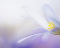 Anemone, Anemone Blanda, Close up side view of mauve coloured flower with yellow stamen.-