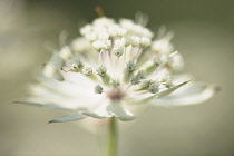 Astranitia, Astrantia Major Large White, Close up side view.-