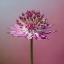 Astrantia, Astrantia Major Roma, Clse up side view of pink coloured flower.-