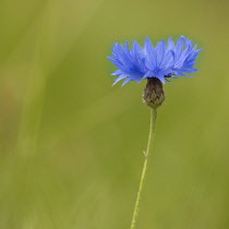Cornflower, Centaurea cyanus, Single blue flower standing out among mixed wild flowers meadow.-
