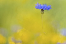 Cornflower, Centaurea cyanus, Single blue flower standing out among mixed wild flowers meadow.-