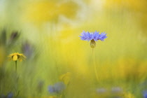 Cornflower, Centaurea cyanus, Single blue flower standing out among mixed wild flowers meadow.-