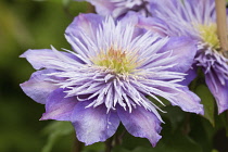 Clematis, Clematis Crystal Fountain, Close up of mauve colured flower showing stamen.-