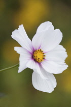 Cosmos, Close up side view of white coloured fllower with yellow stamen.-