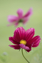 Cosmos, Cosmos Bipinnatus Antiquity, Two red flowers growing outdoor.-