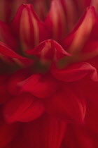 Dahlia, Dahlia Con Amore, CLose up detail of red flower showing pattern.-