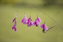 Angel's Fishing Rod, Dierama Pulcherrimum, Several pink coloured flowers growing on the plant.-