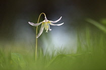 Fawn Liliy, Erythronium Rosalinid, Single pink coloured flower growing outdoor.-