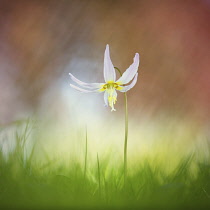 Fawn Liliy, Erythronium Rosalinid, Single pink coloured flower growing outdoor.-