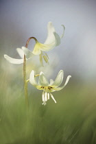 Fawn Liliy, Erythronium White Beauty, Close up of flower growing outdoor.-
