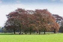 Copper Beech, Fagus Sylvatica Purpurea, A group of trees in spring.-