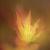 Japanese Maple Leaf With Oil Painting Filter Applied.-