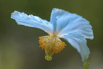 Himalayan Blue Poppy, Meconopsis Baileyi, Close up view of blue coloured flower.-