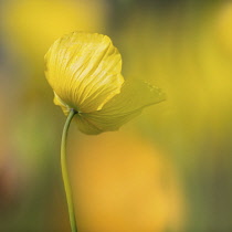 Poppy, Welsh Poppy, Meconopsis Cambrica, Back view of yellow flower growing outdoor.-