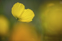 Poppy, Welsh Poppy, Meconopsis Cambrica, Back view of yellow flower growing outdoor.-