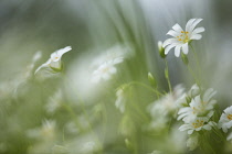 Stitchwort, Greater Stitchwort, Stellaria hoostea, Mass of white coloured flowers growing outdoor.-