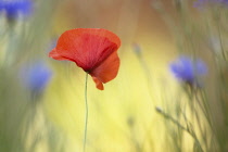 Poppy, Papaver Rhoeas, Single red coloured flower growing in meixed wild flower meadow.-