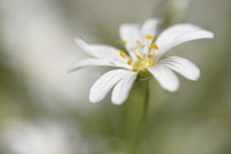 Stitchwort, Greater Stitchwort, Stellaria hoostea, Single of white coloured flowers growing outdoor.-