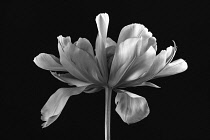 Tulip, Tulipa Exotic Emperor, A still life of single flower in black and white.-