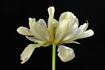 Tulip, Tulipa Exotic Emperor, A still life of single flower against black background.