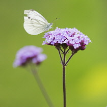 Verbena, Brazilian verbena, Verbena Bonariensis, With a cabbage white butterfly.-